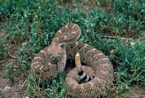 rattlesnake